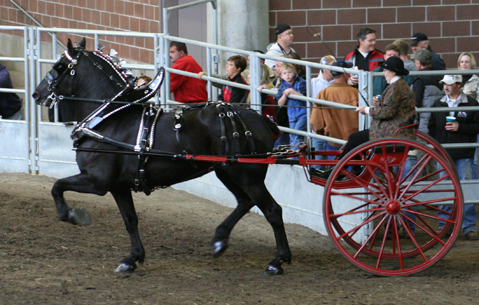 Rose Ann at World Percheron Congress