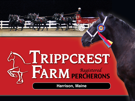 Trippcrest Farm Registered Percherons
