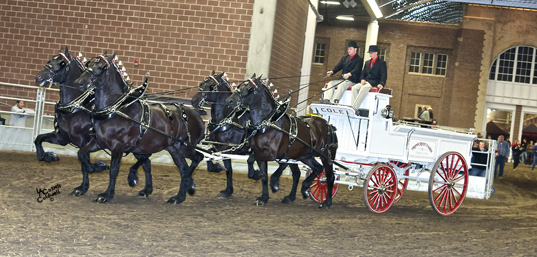 Supreme World Champion 4-mare Hitch