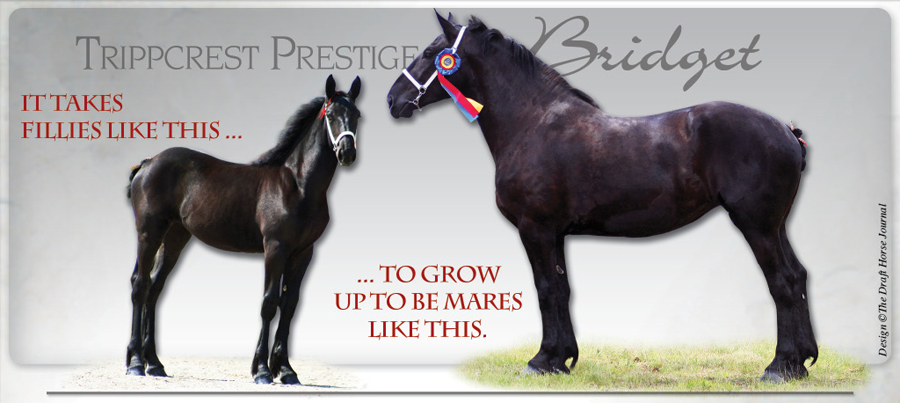 Trippcrest Farm Registered Percherons