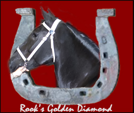 Trippcrest Farm Registered Percherons