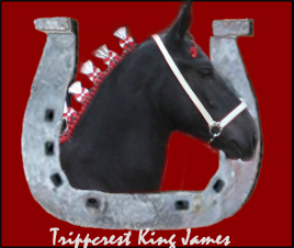 Trippcrest Farm Registered Percherons